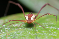 Cynorta bromeliacia