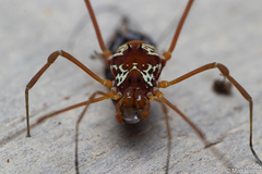 Eucynorta rooneyi
