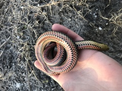 Farancia erytrogramma