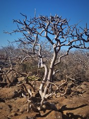 Bursera malacophylla