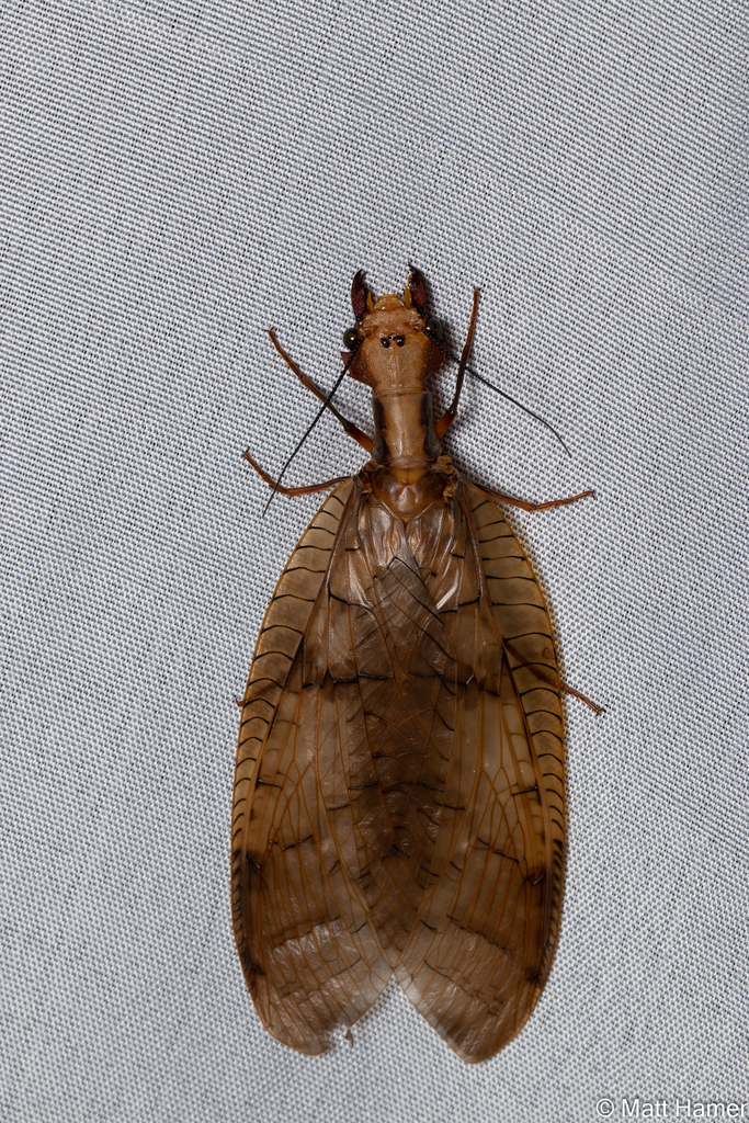 Platyneuromus reflexus