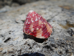 Trochus maculatus