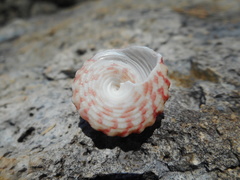 Trochus maculatus