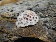 Spondylus nicobaricus