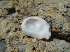 Spondylus nicobaricus