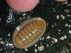 Lepidozona interstincta