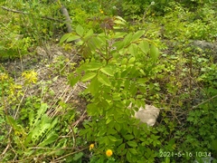 Fraxinus mandshurica