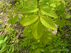 Fraxinus mandshurica