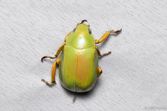 Chrysina