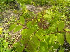 Fraxinus mandshurica