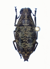 Phaenithon curvipes