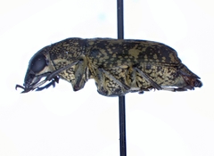 Phaenithon curvipes