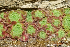 Sempervivum minutum