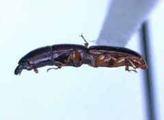 Trogossitidae