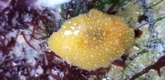 Thordisa bimaculata