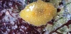 Thordisa bimaculata