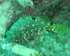 Epinephelus adscensionis
