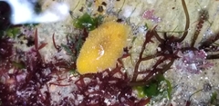 Thordisa bimaculata