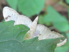 Neoanalthes contortalis