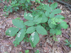 Aralia continentalis