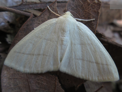 Parabapta clarissa