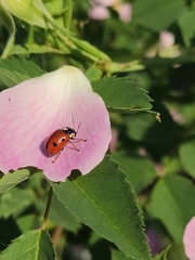 Cryptocephalus cordiger