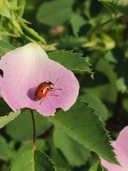 Cryptocephalus cordiger