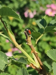 Cryptocephalus cordiger