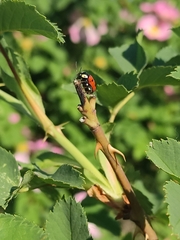 Cryptocephalus cordiger