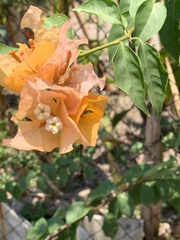 Bougainvillea
