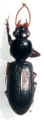 Clivina