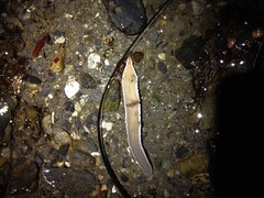 Cerebratulus marginatus