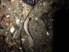 Cerebratulus marginatus