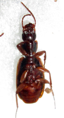 Platytarus tessellatus