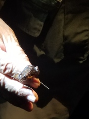 Leptodactylus albilabris