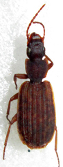 Platytarus tessellatus