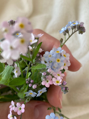 Myosotis