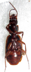 Platytarus tessellatus