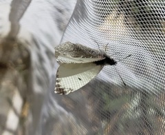 Anthocharis lanceolata