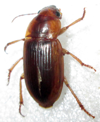 Ooidius dorsiger