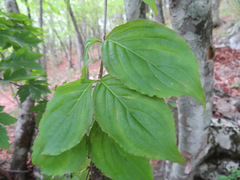 Cornus kousa