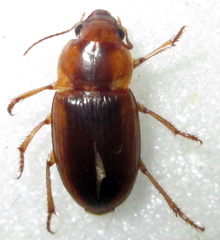 Ooidius dorsiger