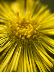 Tussilago farfara