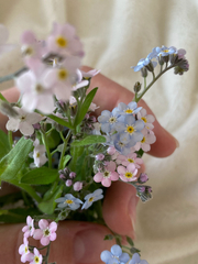 Myosotis