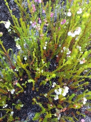 Erica capensis