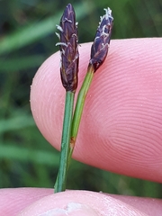 Eleocharis uniglumis