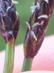 Eleocharis uniglumis