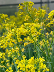 Barbarea vulgaris