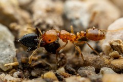 Solenopsis geminata