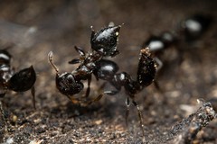 Crematogaster torosa